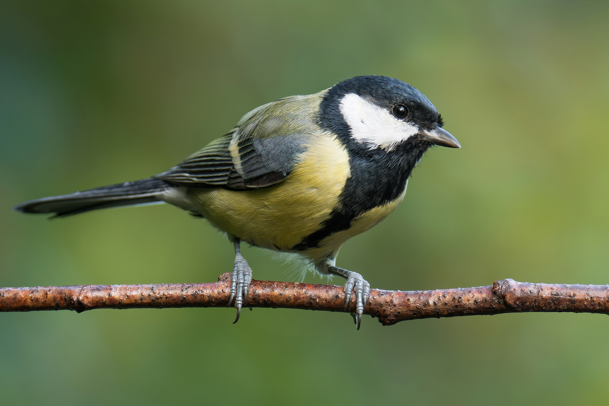 Tilleul d’Europe et Mésange charbonnière